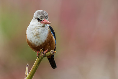 BUITEN BEELD Foto: 256899
