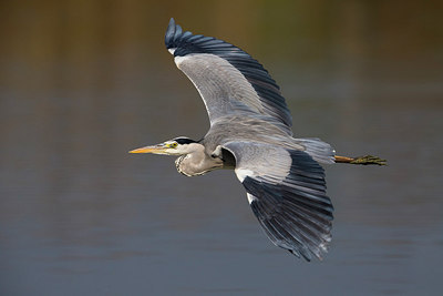 BUITEN BEELD Foto: 256902