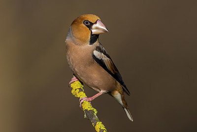 BUITEN BEELD Foto: 256925