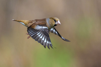 BUITEN BEELD Foto: 256927