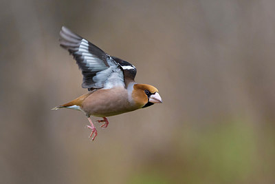 BUITEN BEELD Foto: 256939