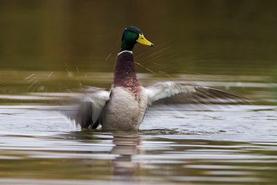 BUITEN BEELD Foto: 257015