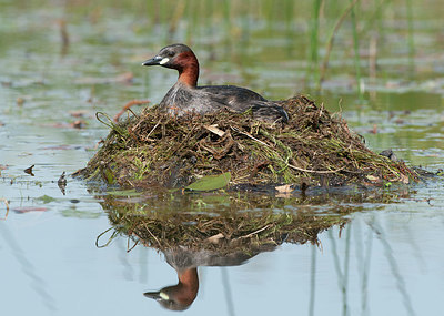 BUITEN BEELD Foto: 257023