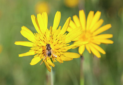 BUITEN BEELD Foto: 257030