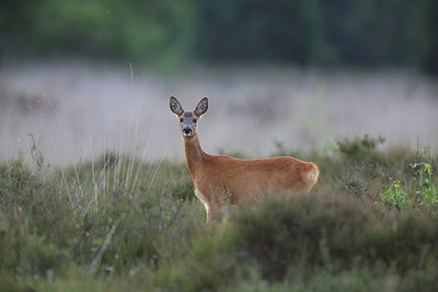 BUITEN BEELD Foto: 257041