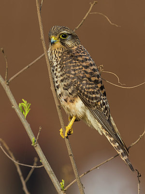 BUITEN BEELD Foto: 257047