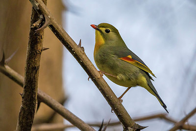 BUITEN BEELD Foto: 257092