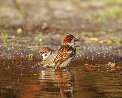 BUITEN BEELD Foto: 257102
