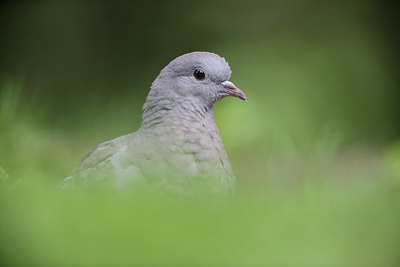 BUITEN BEELD Foto: 257108