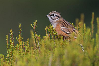 BUITEN BEELD Foto: 257134