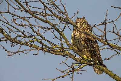 BUITEN BEELD Foto: 257144