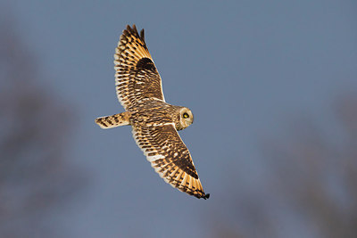 BUITEN BEELD Foto: 257159