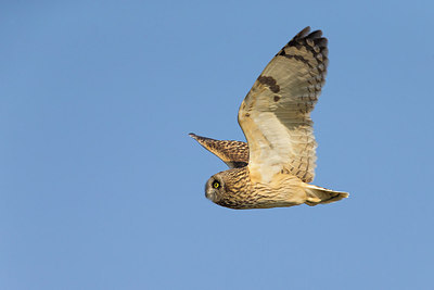 BUITEN BEELD Foto: 257176