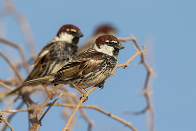 BUITEN BEELD Foto: 257188