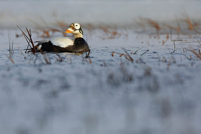 BUITEN BEELD Foto: 257204