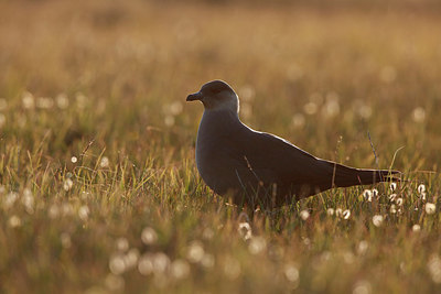 BUITEN BEELD Foto: 257226