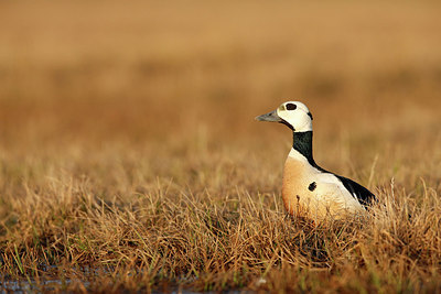 BUITEN BEELD Foto: 257248