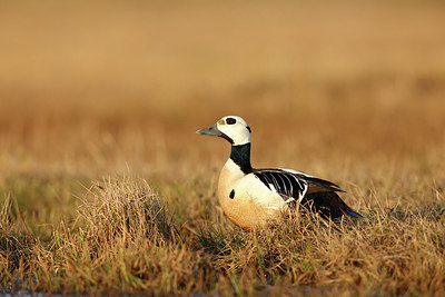 BUITEN BEELD Foto: 257250