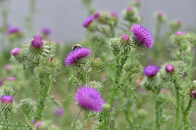 BUITEN BEELD Foto: 257305