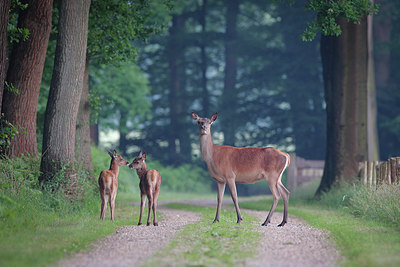 BUITEN BEELD Foto: 257307