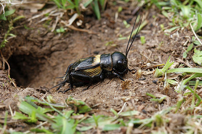 BUITEN BEELD Foto: 257370