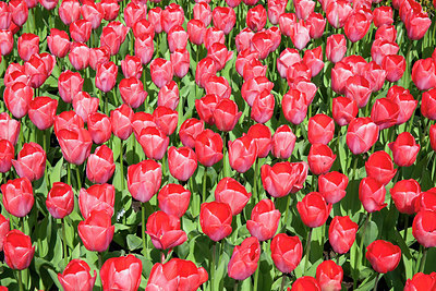 BUITEN BEELD Foto: 257380