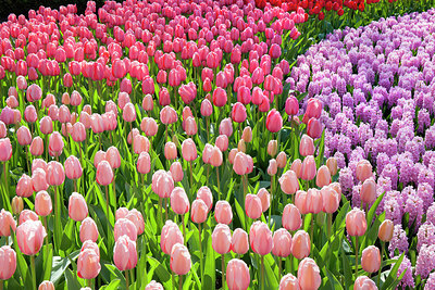 BUITEN BEELD Foto: 257385
