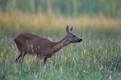 BUITEN BEELD Foto: 257388