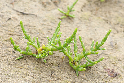 BUITEN BEELD Foto: 257394