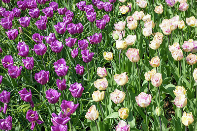 BUITEN BEELD Foto: 257428