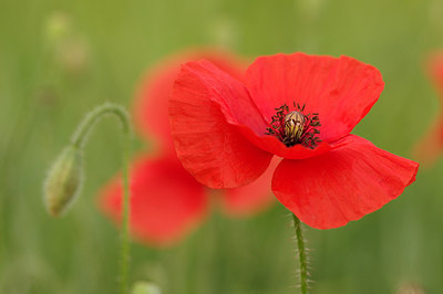 BUITEN BEELD Foto: 257454