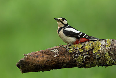 BUITEN BEELD Foto: 257465