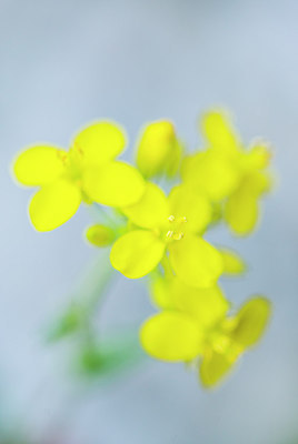 BUITEN BEELD Foto: 257511