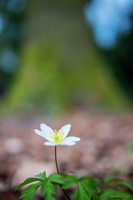 BUITEN BEELD Foto: 257517