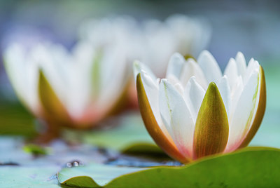 BUITEN BEELD Foto: 257535