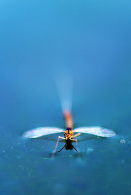 BUITEN BEELD Foto: 257550