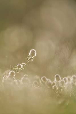 BUITEN BEELD Foto: 257566