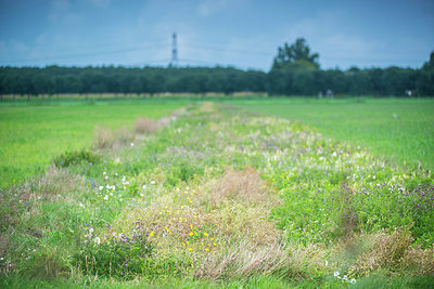 BUITEN BEELD Foto: 257567