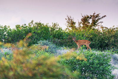 BUITEN BEELD Foto: 257573