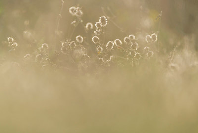 BUITEN BEELD Foto: 257582