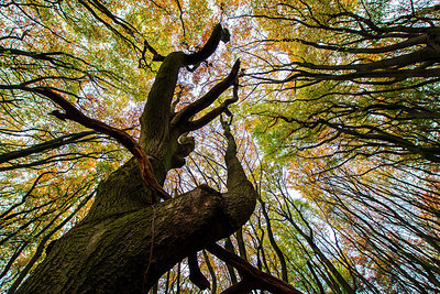 BUITEN BEELD Foto: 257613