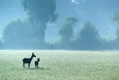 BUITEN BEELD Foto: 257617