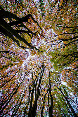 BUITEN BEELD Foto: 257631