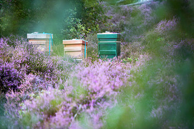 BUITEN BEELD Foto: 257636