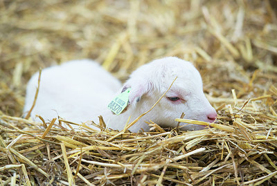 BUITEN BEELD Foto: 257650