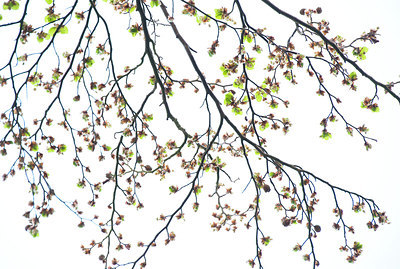 BUITEN BEELD Foto: 257670