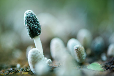 BUITEN BEELD Foto: 257690