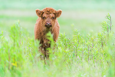 BUITEN BEELD Foto: 257722