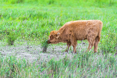 BUITEN BEELD Foto: 257727