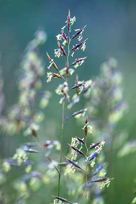 BUITEN BEELD Foto: 257740